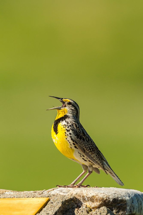 Picture of SOUTH DAKOTA-CUSTER STATE PARK WESTERN MEADOWLARK SINGING ATOP ROCK 