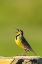 Picture of SOUTH DAKOTA-CUSTER STATE PARK WESTERN MEADOWLARK SINGING ATOP ROCK 