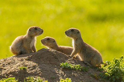 Picture of SOUTH DAKOTA-CUSTER STATE PARK YOUNG PRAIRIE DOGS AT DEN 