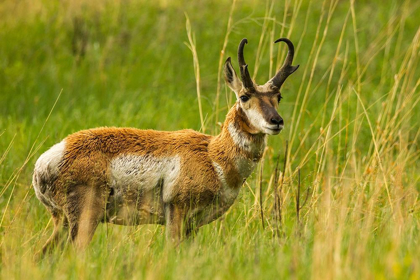 Picture of SOUTH DAKOTA-CUSTER STATE PARK PRONGHORN ANTELOPE BUCK 