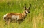 Picture of SOUTH DAKOTA-CUSTER STATE PARK PRONGHORN ANTELOPE BUCK 