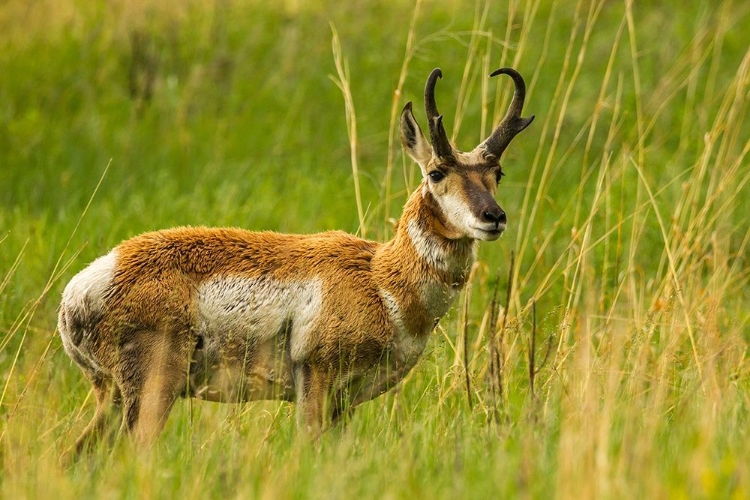 Picture of SOUTH DAKOTA-CUSTER STATE PARK PRONGHORN ANTELOPE BUCK 