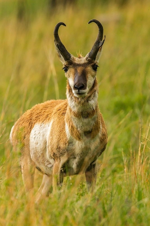 Picture of SOUTH DAKOTA-CUSTER STATE PARK PRONGHORN ANTELOPE BUCK 