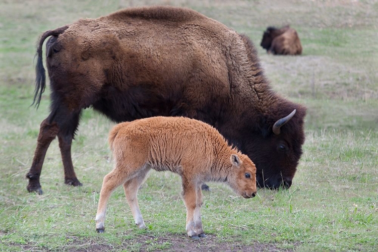 Picture of SOUTH DAKOTA-CUSTER STATE PARK-BISON MOTHER AND CALF-BISON BISON