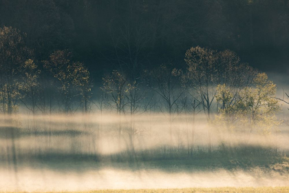 Picture of FOGGY MEADOW AT SUNRISE-CADES COVE-SMOKY MOUNTAINS NATIONAL PARK-TENNESSEE