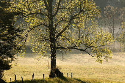 Picture of TREE BACKLIT AT SUNRISE-CADES COVE-CADES COVE-SMOKY MOUNTAINS NATIONAL PARK-TENNESSEE