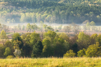 Picture of FOGGY MEADOW AT SUNRISE-CADES COVE-SMOKY MOUNTAINS NATIONAL PARK-TENNESSEE