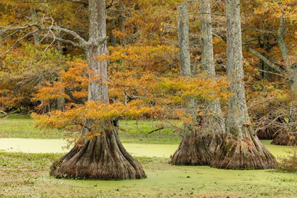 Picture of AUTUMN VIEW OF BALD CYPRESS TREES-REELFOOT LAKE STATE PARK-TENNESSEE