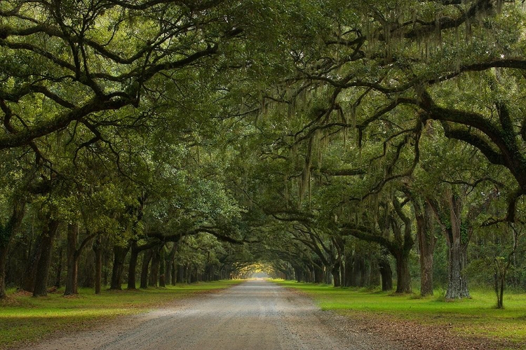 Picture of LIVE OAK ALLEY-WORMSLOE PLANTATION-SAVANNAH-USA