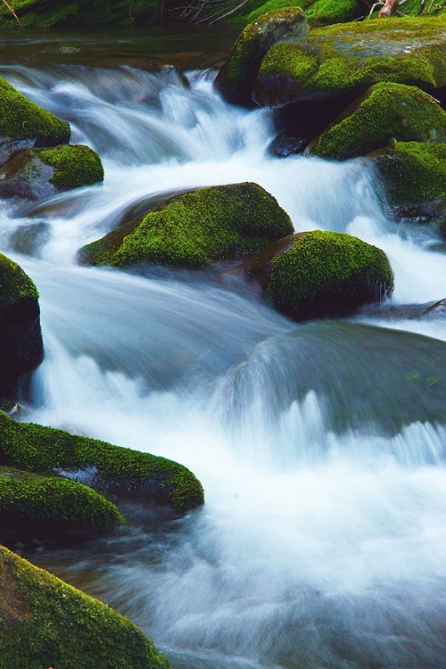 Picture of WATER FALLING OVER BOULDERS ON ROARING FORK MOTOR NATURE TRAIL