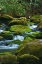 Picture of WATER FALLING OVER BOULDERS ON ROARING FORK MOTOR NATURE TRAIL