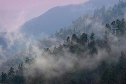 Picture of MOUNTAIN CLOUDS AT NEWFOUND GAP-SMOKY MOUNTAINS NATIONAL PARK-TENNESSEE-USA