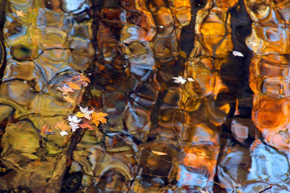 Picture of REFLECTIONS IN SMOKY MOUNTAIN CREEK-TENNESSEE-USA