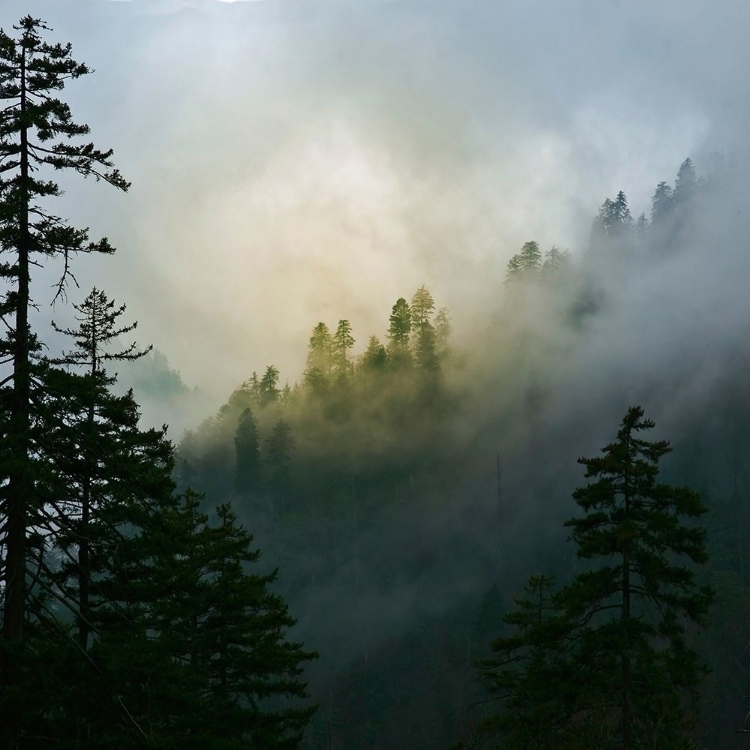 Picture of MOUNTAIN CLOUDS AT NEWFOUND GAP-SMOKY MOUNTAINS NATIONAL PARK-TENNESSEE-USA