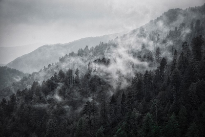 Picture of MOUNTAIN CLOUDS AT NEWFOUND GAP-SMOKY MOUNTAINS NATIONAL PARK-TENNESSEE-USA