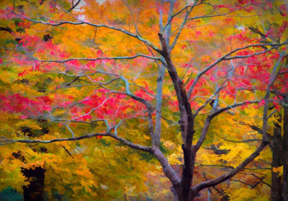Picture of TENNESSEE ABSTRACT OF AUTUMN FOREST LANDSCAPE