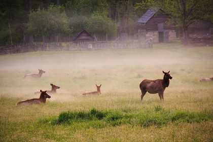 Picture of TENNESSEE ELK IN FOGGY FIELD AT GREAT SMOKY MOUNTAINS NATIONAL PARK