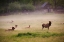 Picture of TENNESSEE ELK IN FOGGY FIELD AT GREAT SMOKY MOUNTAINS NATIONAL PARK