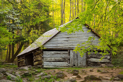 Picture of TENNESSEE OLD BARN AT BUD OGLE CABIN ALONG ROARING FORK NATURE TRAIL