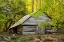 Picture of TENNESSEE OLD BARN AT BUD OGLE CABIN ALONG ROARING FORK NATURE TRAIL