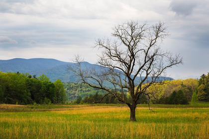 Picture of TENNESSEE LONE TREE IN FIELD AT CADES COVE