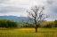 Picture of TENNESSEE LONE TREE IN FIELD AT CADES COVE