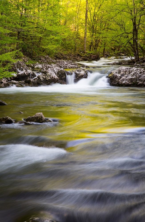 Picture of TENNESSEE SPARKS LANE IN THE SPRING AT CADES COVE