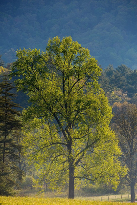 Picture of TENNESSEE TREE IN MORNING LIGHT IN FIELD AT CADES COVE