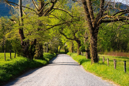 Picture of TENNESSEE-SPARKS LANE IN THE SPRING AT CADES COVE