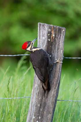 Picture of PILEATED WOODPECKER (DRYOCOPUS PILEATUS)-GREAT SMOKY MOUNTAINS NATIONAL PARK-TENNESSEE