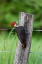 Picture of PILEATED WOODPECKER (DRYOCOPUS PILEATUS)-GREAT SMOKY MOUNTAINS NATIONAL PARK-TENNESSEE