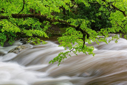 Picture of MIDDLE PRONG LITTLE RIVER IN SPRING-GREAT SMOKY MOUNTAINS NATIONAL PARK-TENNESSEE