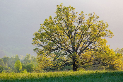 Picture of SUNRISE IN CADES COVE IN SPRING-GREAT SMOKY MOUNTAINS NATIONAL PARK-TENNESSEE