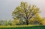 Picture of SUNRISE IN CADES COVE IN SPRING-GREAT SMOKY MOUNTAINS NATIONAL PARK-TENNESSEE