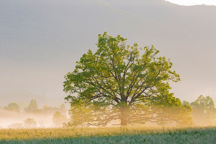 Picture of SUNRISE AND FOG CADES COVE-GREAT SMOKY MOUNTAINS NATIONAL PARK-TENNESSEE