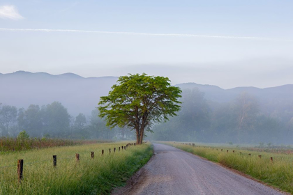 Picture of HYATT LANE IN FOG CADES COVE GREAT SMOKY MOUNTAINS NATIONAL PARK-TENNESSEE