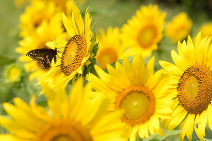 Picture of TENNESSEE TWRA WILDLIFE MANAGEMENT AREA FORKS OF THE RIVER PLANT 70 ACRES OF SUNFLOWERS