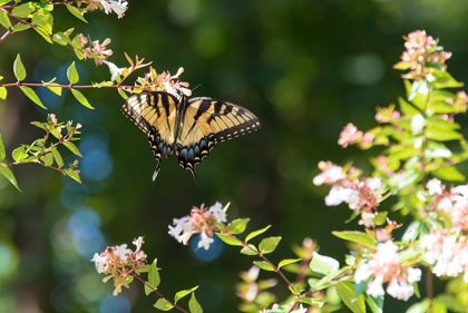 Picture of TENNESSEE EASTERN TIGER SWALLOWTAIL GATHERS NECTAR ON GLOSSY ABELIA FLOWERS