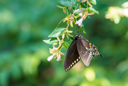 Picture of TENNESSEE SPICEBUSH SWALLOWTAIL (PAPILIO TROILUS) ON GLOSSY ABELIA