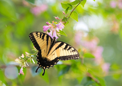 Picture of TENNESSEE TIGER SWALLOWTAIL GETS NECTAR FROM GLOSSY ABELIA FLOWERS