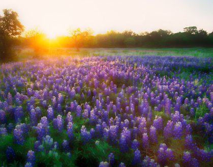 Picture of TEXAS-LLANO COUNTY SUNRISE ABSTRACT OF FIELD OF BLUEBONNETS