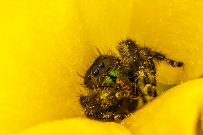 Picture of TEXAS-MCMULLEN COUNTY JUMPING SPIDER INSIDE PRICKLY PEAR CACTUS BLOSSOM