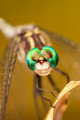 Picture of TEXAS-MCMULLEN COUNTY CLOSE-UP OF DRAGONFLY