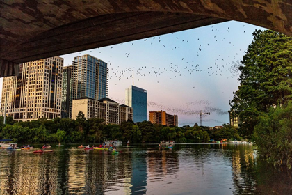 Picture of MEXICAN FREE TAILED BATS FLY FROM THE CONGRESS STREET BRIDGE AT DUSK IN AUSTIN-TEXAS-USA
