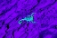 Picture of BARK SCORPION (CENTRUROIDES VITTATUS) ON MESQUITE BARK