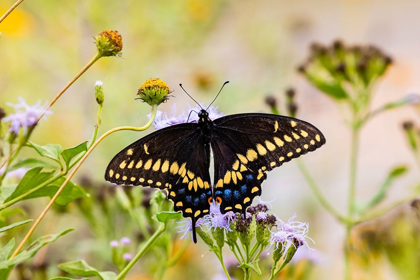 Picture of BLACK SWALLOWTAIL BUTTERFLY FEEDING