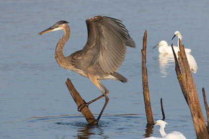 Picture of GREAT BLUE HERON (ARDEA HERODIAS) LANDING