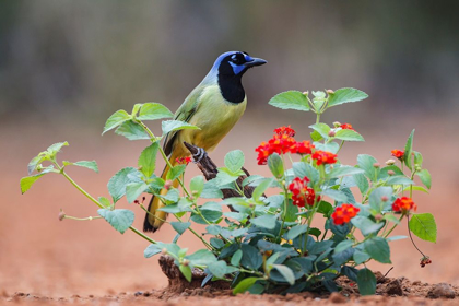 Picture of GREEN JAY (CYANOCORAX YNCAS) PERCHED IN WILDFLOWERS