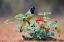 Picture of GREEN JAY (CYANOCORAX YNCAS) PERCHED IN WILDFLOWERS