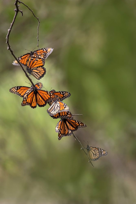 Picture of MONARCH (DANAUS PLEXIPPUS) ROOSTING